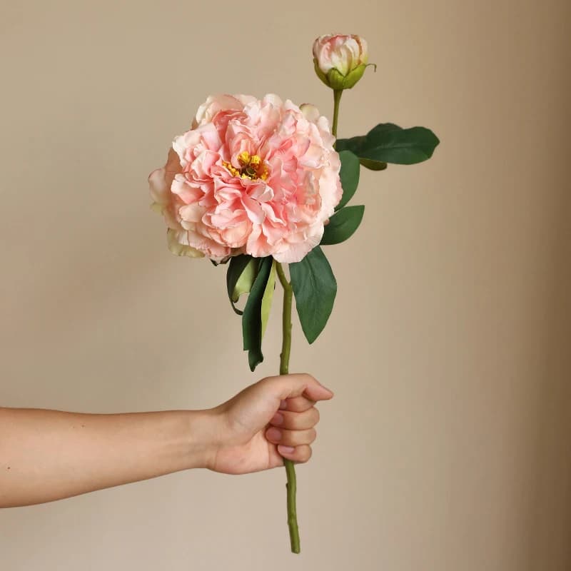 Kwiaty Peonia | Różne kolory