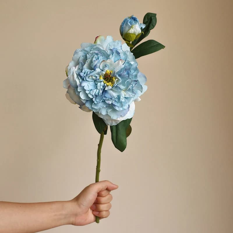 Kwiaty Peonia | Różne kolory