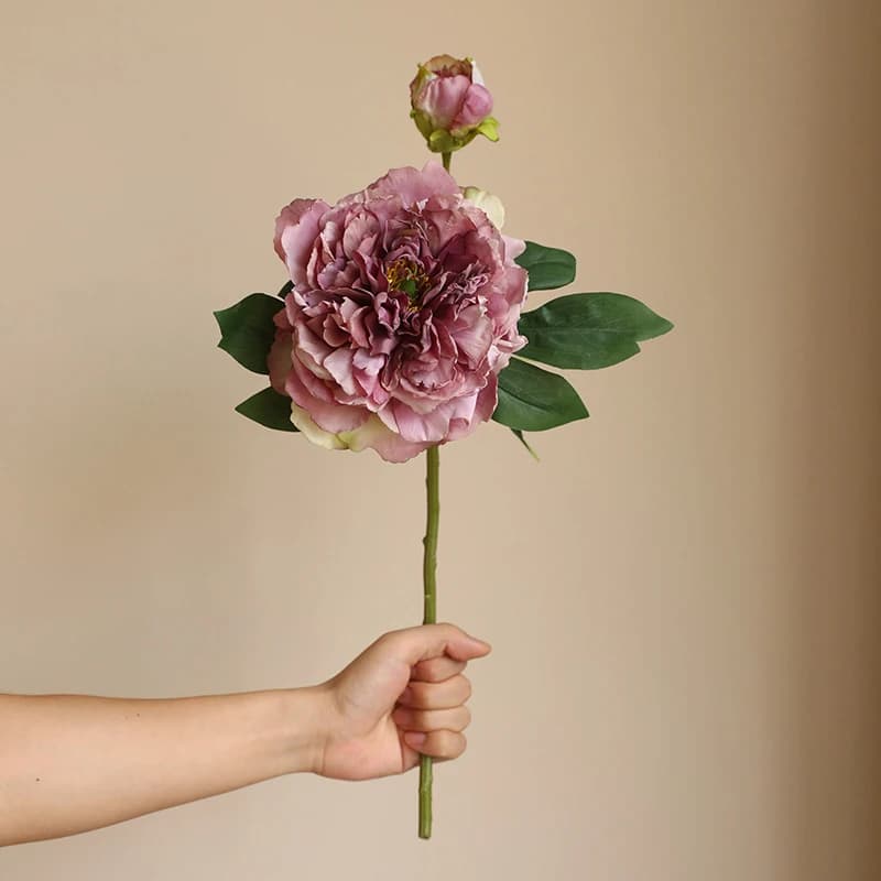 Kwiaty Peonia | Różne kolory