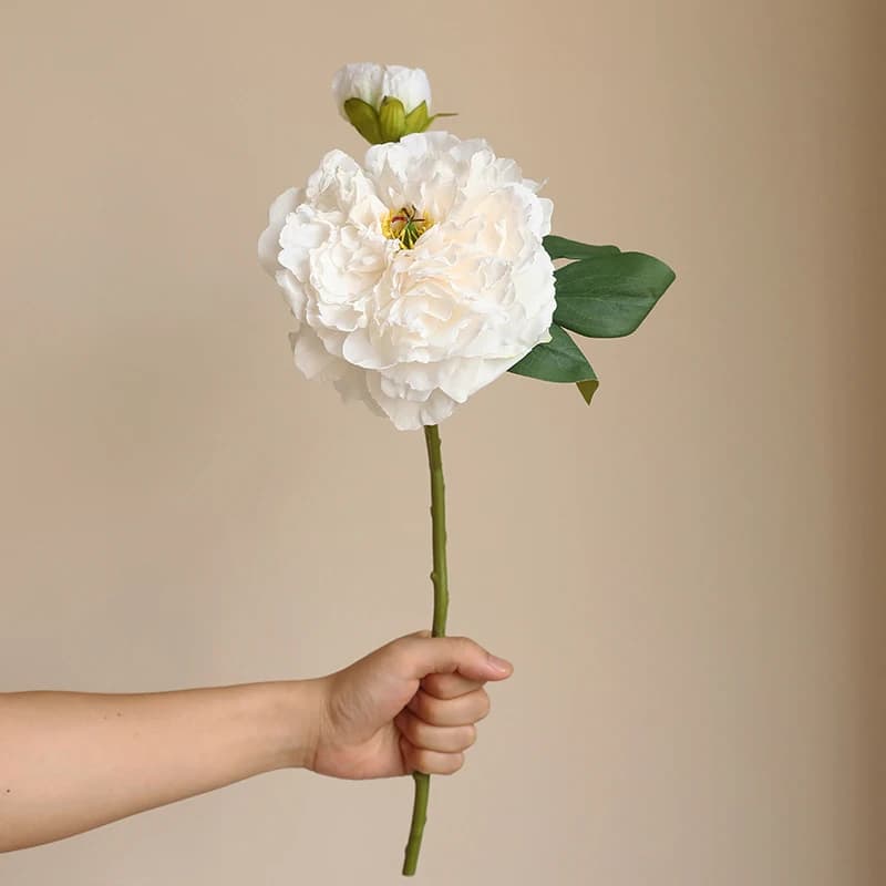 Kwiaty Peonia | Różne kolory