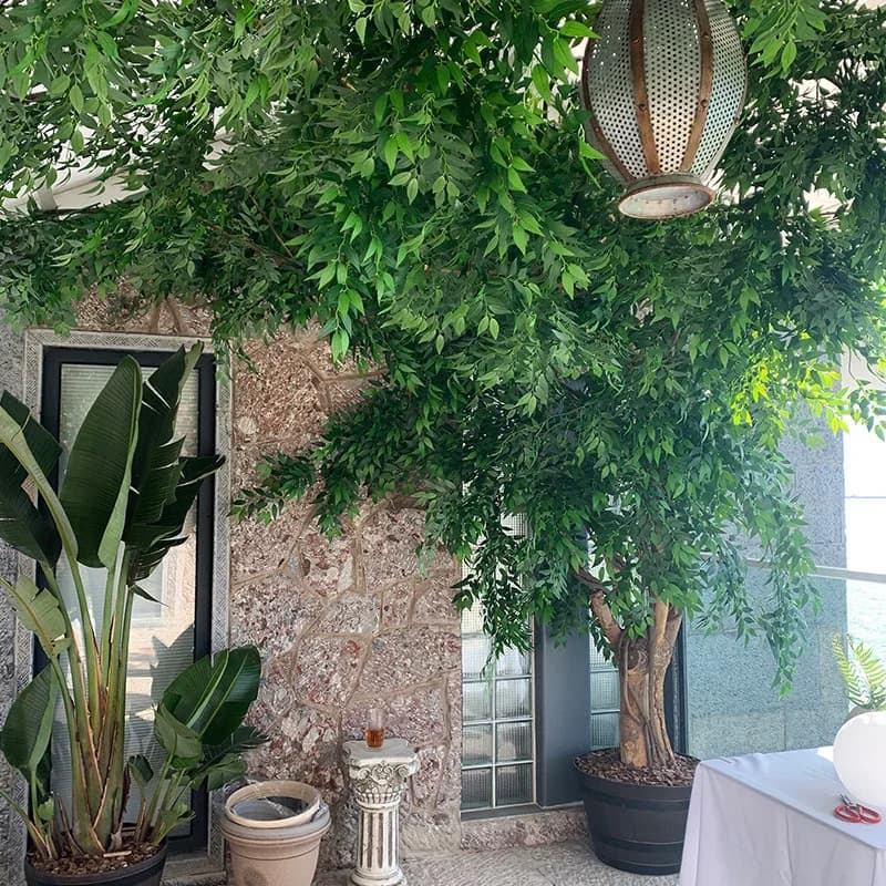 Gałązki Ruskusa Włoskiego 50 cm - zestaw 10 sztuk